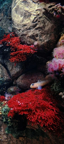 poisson-fish-corail-coral-nature-sous-marin-underwater